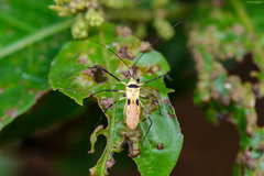 Zelus plagiatus