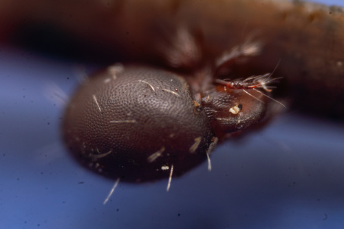 Steganacarus spinosus