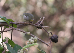 Zosterops abyssinicus