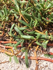 Sesuvium edmonstonei