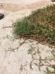 Sesuvium edmonstonei