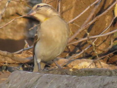 Gymnoris superciliaris