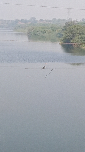Pied Kingfisher