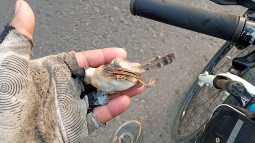 Ashy Prinia