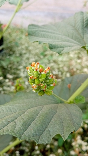 Cullen corylifolium