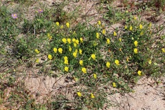 Crotalaria excisa excisa