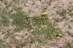 Crotalaria excisa excisa