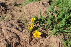 Romulea saldanhensis
