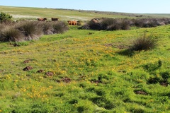 Romulea saldanhensis
