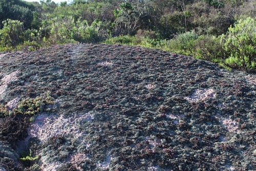 Image of Antimima granitica by (c) Brian du Preez, some rights reserved (CC BY-SA)