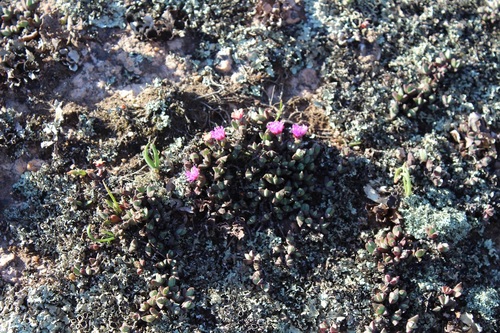 Image of Antimima granitica by (c) Brian du Preez, some rights reserved (CC BY-SA)