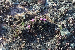 Antimima granitica