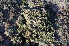 Oscularia vredenburgensis