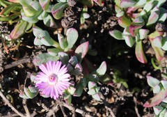 Oscularia vredenburgensis