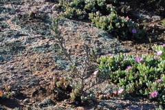 Podalyria sericea