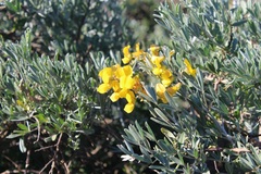 Calobota cytisoides