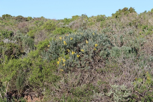 Image of Calobota cytisoides by (c) Brian du Preez, some rights reserved (CC BY-SA)