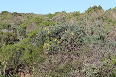 Calobota cytisoides