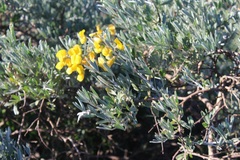 Calobota cytisoides