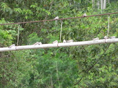 Chordeiles rupestris