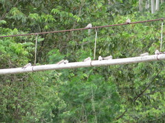 Chordeiles rupestris