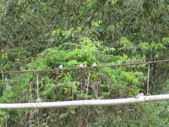 Chordeiles rupestris