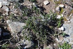 Phylica greyi