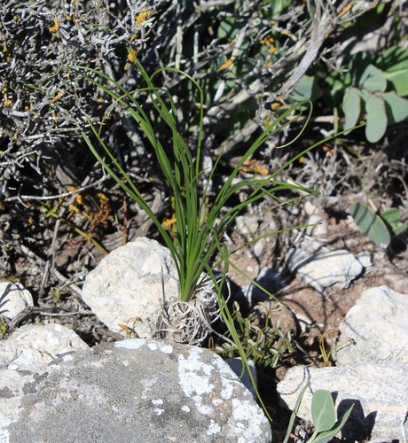 Image of Bulbinella calcicola by (c) Brian du Preez, some rights reserved (CC BY-SA)