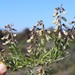 Western Common Pennypea - Photo (c) Brian du Preez, some rights reserved (CC BY-SA), uploaded by Brian du Preez