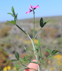 Indigofera sp-aff-platypoda