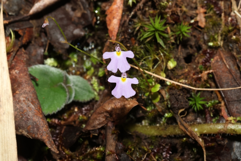 Utricularia phusoidaoensis Suksathan & J.Parn.