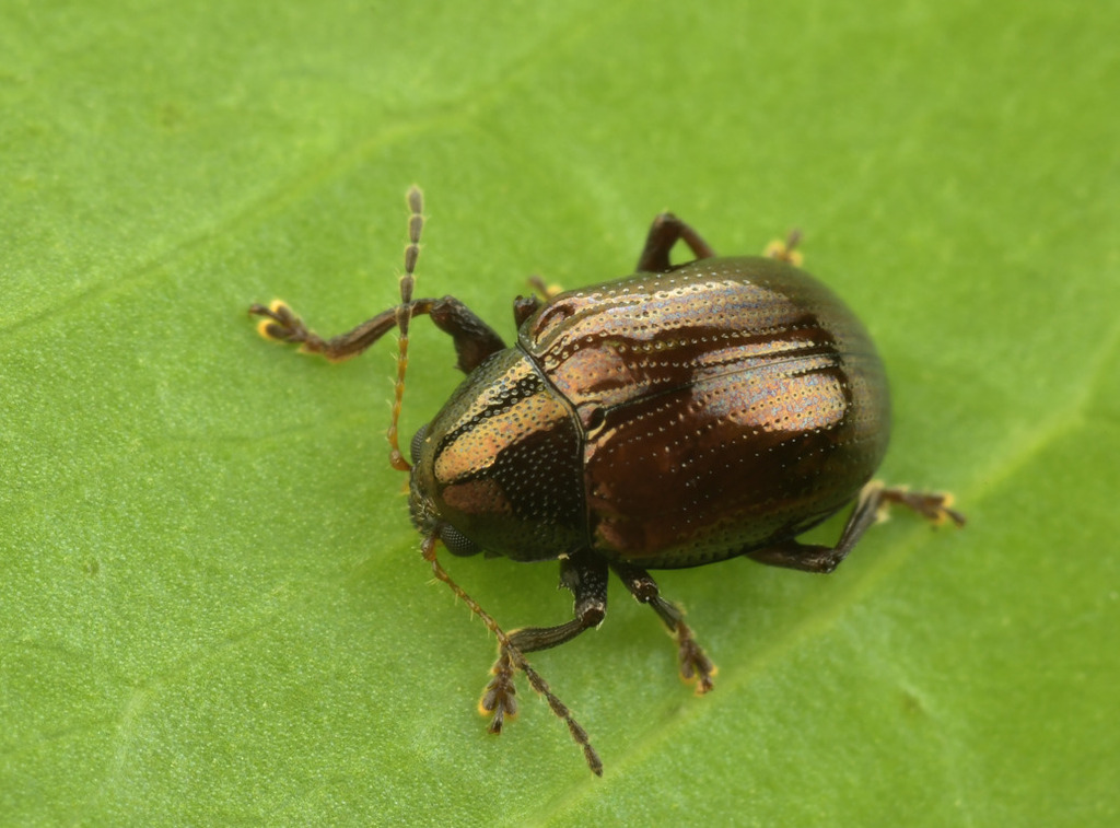 Cleoporus from 中国广东省珠海市斗门区 on October 28, 2025 at 07:35 PM by 刘昭宇 ...