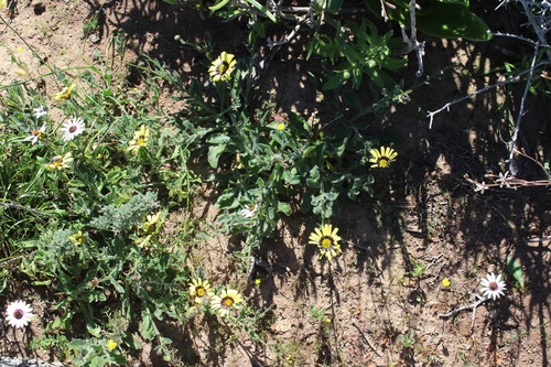 Image of Osteospermum calcicola by (c) Brian du Preez, some rights reserved (CC BY-SA)