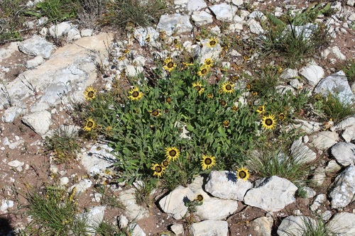 Image of Osteospermum calcicola by (c) Brian du Preez, some rights reserved (CC BY-SA)