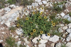Osteospermum calcicola