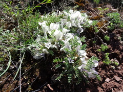 Oxytropis includens