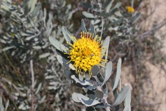 Leucospermum rodolentum