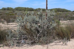 Leucospermum rodolentum