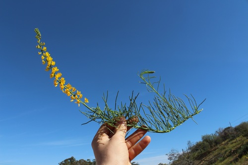 Image of Lebeckia ambigua by (c) Brian du Preez, some rights reserved (CC BY-SA)