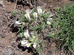 Oxytropis includens