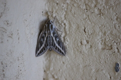 Hyles livornicoides