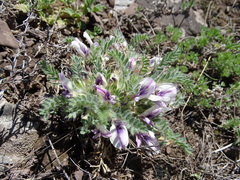 Oxytropis includens
