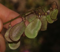 Lessertia meyeri