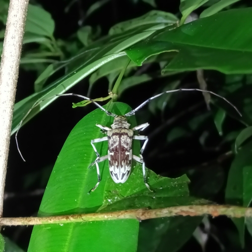 Macropophora worontzowi