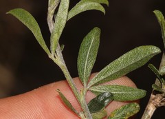 Psoralea venusta