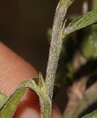 Psoralea venusta