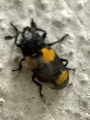 Episcapha quadrimacula