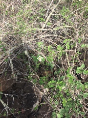 Lantana peduncularis