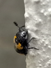 Episcapha quadrimacula