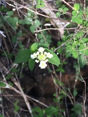 Lantana peduncularis